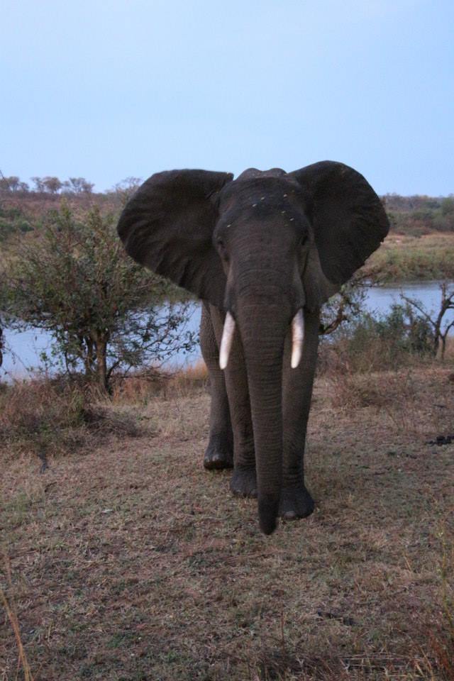 1010609_10152149352744322_1155292526_n