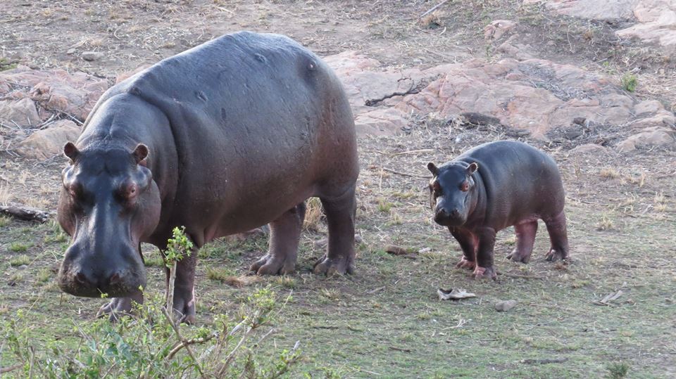 13707558_10154299050205987_3723199639778790115_n